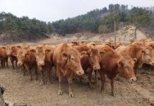 경기도, 경기한우 명품화 사업비 대폭 증액으로…한우산업 위기 돌파!