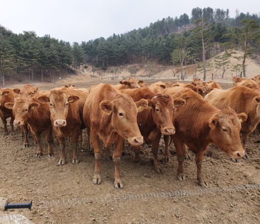 경기도, 경기한우 명품화 사업비 대폭 증액으로…한우산업 위기 돌파!