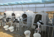 경기도, ‘가축행복농장 인증제’ 2025년 신규 신청 접수