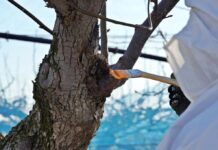 경기도 농기원, 겨울철 과수 궤양 제거 등 과수화상병 사전 예방 중점기간 운영