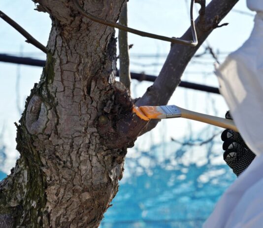 경기도 농기원, 겨울철 과수 궤양 제거 등 과수화상병 사전 예방 중점기간 운영
