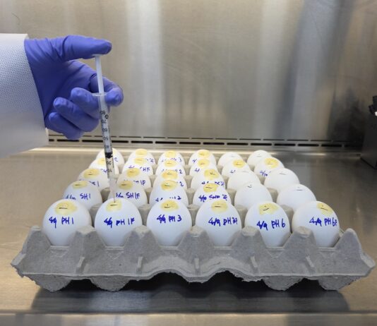 경기도, 도내 전역에 저병원성조류인플루엔자(LPAI) 발생주의보 발령