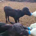 경기도, 국내 최초 ‘이탈리안 물소’ 번식 성공… 고부가가치 프리미엄 낙농 시대 열었다