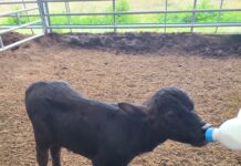 경기도, 국내 최초 ‘이탈리안 물소’ 번식 성공… 고부가가치 프리미엄 낙농 시대 열었다