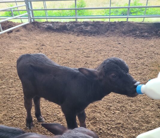 경기도, 국내 최초 ‘이탈리안 물소’ 번식 성공… 고부가가치 프리미엄 낙농 시대 열었다